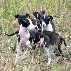 Italian Greyhound Litter